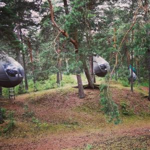 eine Baumgruppe in einem Waldgebiet in der Unterkunft Feeling cone in Jūrmala