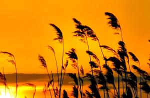 a group of tall grass in front of a sunset at Feeling cone in Jūrmala