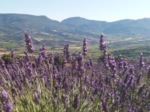 a field of purple flowers with mountains in the background at maisonnette le cabanon in Sainte-Jalle