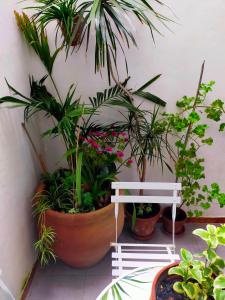 a group of plants in pots next to a white bench at LA CASA DEL SOL in Pego