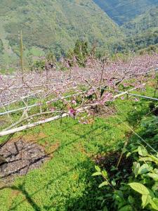 Galería fotográfica de Junlin Holiday Farm en Hualing 19 fotos más