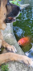 Um cão está a olhar para um papagaio na água. em The Emig Mansion em York