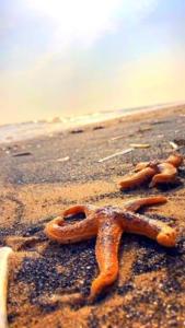 Fotografie z fotogalerie ubytování 3 bedroom modern flat, sleeps 8, Mablethorpe, Linc v destinaci Mablethorpe