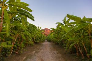 uma estrada de terra através de uma plantação de bananas em Rosmarino Park em SantʼAgata di Militello