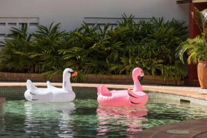 Rydges Southbank Townsville في تاونزفيل: بجعتين ورديتين وبيضاء في مسبح