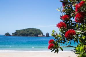 a tree with red flowers on a beach at Hahei Beach Resort in Hahei