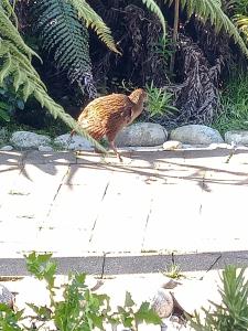 a small bird walking on a sidewalk at Beaconstone - your perfect escape in Charleston +33 photos