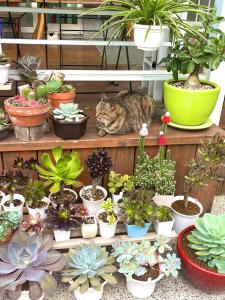 un gatto steso su uno scaffale con un mucchio di piante in vaso di 3520 Homestay a Città di Taitung