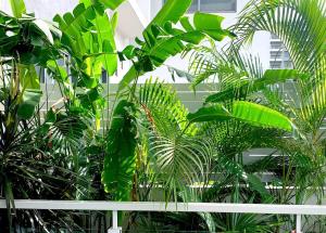 a bunch of green plants and a white fence at Darwin City Chic@Kube Apartments in Darwin