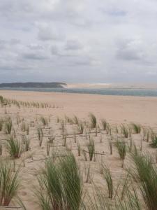 un campo de hierba en la arena en una playa en Dune, en La Teste-de-Buch