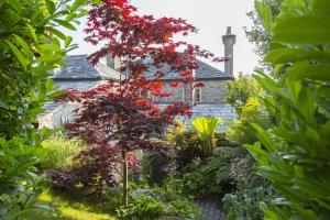 a garden with a red tree in front of a house at Antonia's Pearls in St Austell