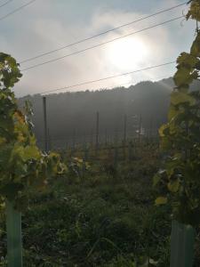 Fotografie z fotogalerie ubytování Ferienwohnung Pichler v destinaci Leibnitz