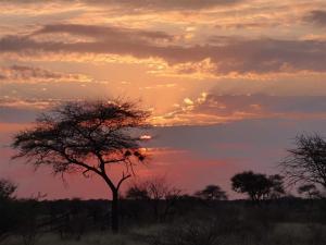 a tree in a field with a sunset in the background at Matumi Self Catering in Marloth Park