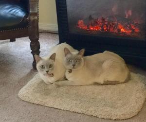 due gatti seduti su un tappeto davanti a un camino di Shaw House Inn a Ferndale