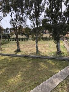 a group of trees in a field with a road at Aloni Studios and Apartments in Lassi