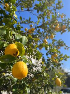 Une bande d'oranges suspendues à un arbre dans l'établissement Studio proche de la plage de l'almanarre, à Hyères