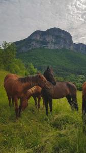 eine Gruppe von Pferden, die auf einem Feld stehen in der Unterkunft Suite au pied de la montagne et vue imprenable in Saint-Alban