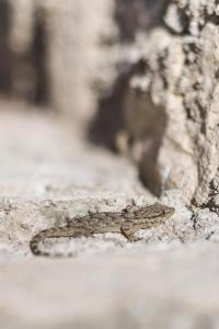 a lizard is sitting on the ground at Dimora Bolsone in Gardone Riviera