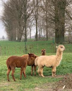 ReningelstにあるB&B De Rentmeesterhoeveの畑に立つ羊の群れ