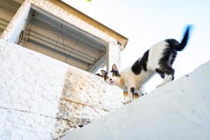 deux chats debout au-dessus d'un bâtiment dans l'établissement ORESCA Hostel, à Carthagène des Indes