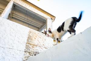two cats standing on top of a building at ORESCA Hostel in Cartagena de Indias