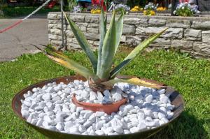 a potted plant in a bowl of white rocks at Hotel & Residence Sylvanerhof in Chiusa