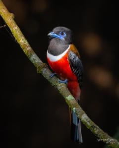 un pájaro colgado en una rama de árbol en Mulberry Homestay, en Thekkady