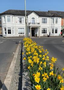 a row of yellow flowers in front of a white building at Dolphin Hotel in Bovey Tracey