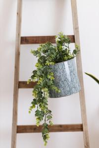 a plant in a pot on a ladder at Casa Oceano-Ave do Mar in Raposeira