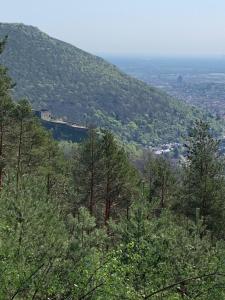 Příroda nedaleko apartmánu