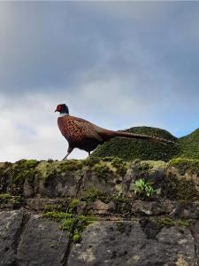 a bird standing on top of a rock at Spacious and bright 1 - bedroom rental unit in Ilkley