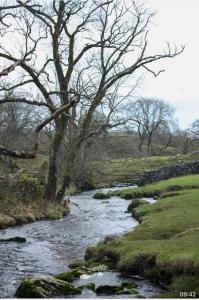 a river with a tree next to a field at Spacious and bright 1 - bedroom rental unit in Ilkley