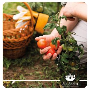 a person holding a bunch of tomatoes on a plant at Agriturismo Aia Antica in Padula