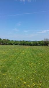 um campo de relva verde com flores amarelas em Pitch your own tent in beautiful location Kent Sussex border em Wadhurst