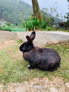 Animais na casa de hóspedes ou nos arredores