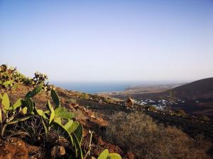 a cow standing on the side of a hill at Apartamento Pirul in Haría