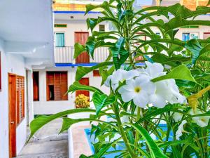 une plante avec des fleurs blanches devant un bâtiment dans l'établissement Hotel Naxhiely, à Puerto Escondido