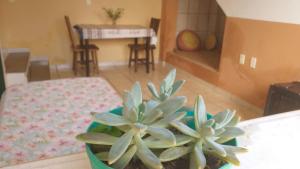 uma planta num vaso sentado numa mesa numa sala em Casa Relva em Lençóis