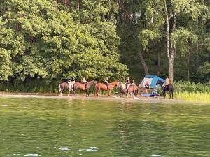 Zwierzęta w domu wakacyjnym lub w pobliżu