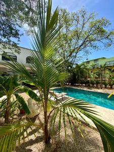 una palmera frente a una piscina en Casa Alice Marbella Lodge, en Marbella