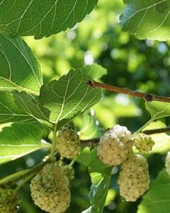 a bunch of white berries on a tree with leaves at Agriturismo Le Fornase in Castelnuovo del Garda