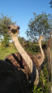 dos avestruces parados en la hierba en un campo en LA HUTTE MASSAÏ, en Villelaure