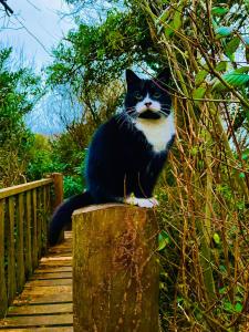 um gato preto e branco sentado em cima de um poste de madeira em Driftwood Country Apartment em Skibbereen