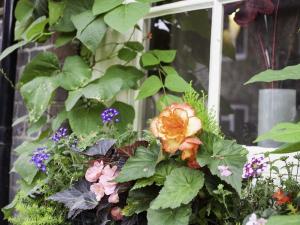 un'esposizione di fiori e piante in una finestra di The Castle Inn Hotel a Steyning