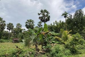 een palmboom in het midden van een veld bij OYO Homes 91136 Desa Wisata Dalegan in Sukowati