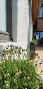 a bush with purple flowers in front of a building at Huize Andries in Bruges