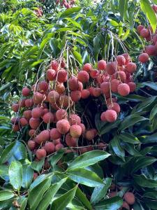 Un mucchio di frutti rossi appesi ad un albero di Maison accueillante, quartier verdoyant a Sainte-Marie
