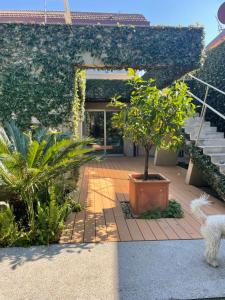 a house with a courtyard with a tree in it at Joey in Pietrasanta