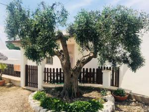 uma árvore em frente a uma cerca em frente a uma casa em Trullo House em Locorotondo