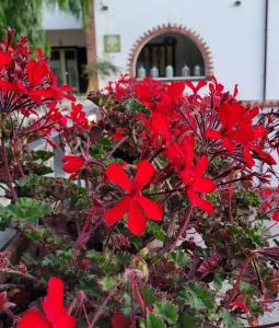 Domus Olea في بوليكاسترو بوسينتينو: حفنة من الزهور الحمراء في وعاء